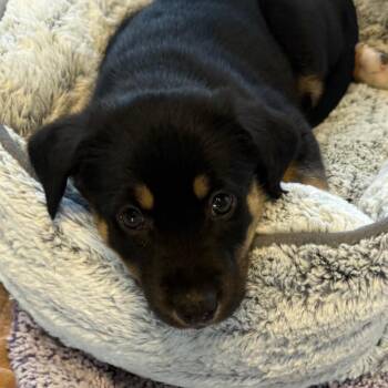 Journey -  Mixed Breed Dog for Adoption in Abilene, Texas - Journey | PetCurious