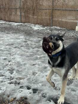 German Shepherd Dog and Mixed Breed Dogs Available for Adoption in Grand Forks, North Dakota - Dom | PetCurious