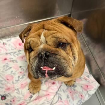 Cosmo -  Mixed Breed Dog for Adoption in Davenport, Iowa - Cosmo | PetCurious