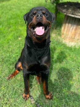 Rottweiler Dogs Available for Adoption in Silver Spring, Maryland - Titan | PetCurious