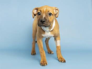 Pit Bull Terrier Dogs Available for Adoption in Phoenix, Arizona - EMILY | PetCurious