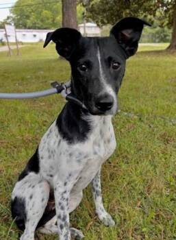 Layla -  Rat Terrier and Pointer Dog for Adoption in Washington, District Of Columbia - Layla | PetCurious