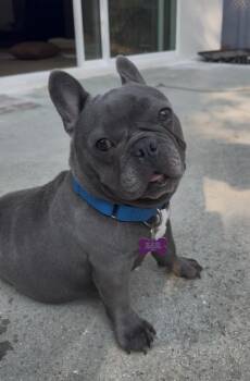 Bluey -  French Bulldog Dog for Adoption in Marina Del Rey, California - Bluey | PetCurious