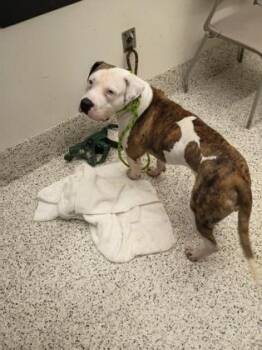 Aggron -  Staffordshire Bull Terrier and Mixed Breed Dog for Adoption in Atlanta, Georgia - Aggron | PetCurious