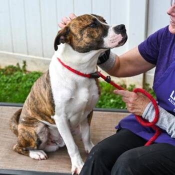 Mixed Breed Dogs Available for Adoption in Chamblee, Georgia - Hydro- IN FOSTER | PetCurious