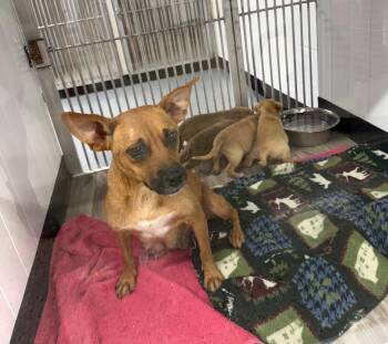Karaway -  Chihuahua Dog for Adoption in Blue Springs, Missouri - Karaway | PetCurious