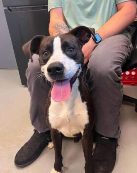 Pigpen -  Terrier Dog for Adoption in Zanesville, Ohio - Pigpen | PetCurious