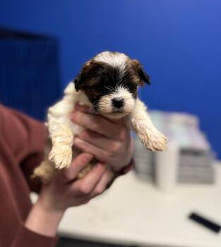 Shih Tzu and Poodle Dogs Available for Adoption - Brandi | PetCurious
