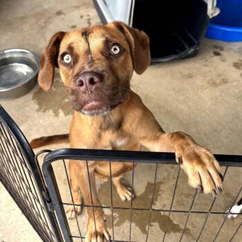 Mixed Breed Dogs Available for Adoption in Hinesville, Georgia - Rocko | PetCurious