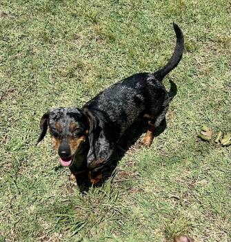 Sparkles -  Miniature Dachshund Dog for Adoption in Chickasha, Oklahoma - Sparkles | PetCurious