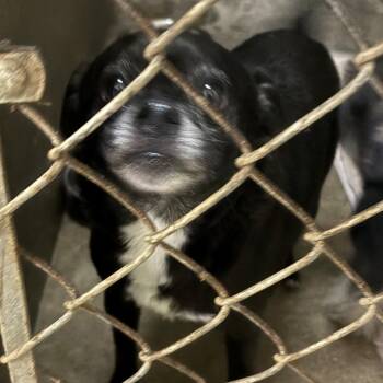 Pugsley -  Chihuahua and Pug Dog for Adoption in Chehalis, Washington - Pugsley | PetCurious