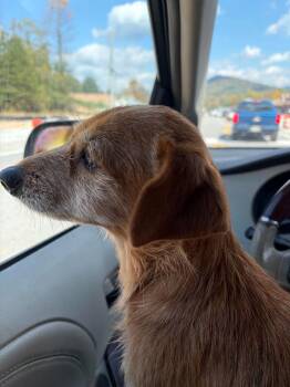 Maryanne -  Cairn Terrier Dog for Adoption in Hayesville, North Carolina - Maryanne | PetCurious
