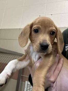 Rescue Mixed Breed Dogs for Adoption in Munster, Indiana - Oven | PetCurious