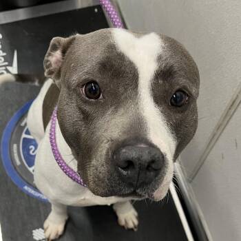 Terrier Dogs Available for Adoption - Sky | PetCurious