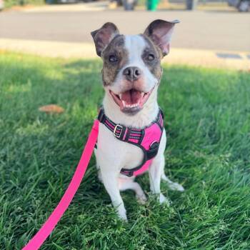 Willow -  Staffordshire Bull Terrier and Jack Russell Terrier Dog for Adoption in San Jacinto, California - Willow | PetCurious