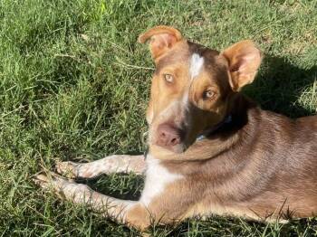 Bamm-Bamm -  Australian Cattle Dog Blue Heeler Dog for Adoption in Santa Rosa, California - Bamm-Bamm | PetCurious