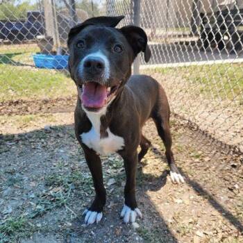 Lucas GCH -  Pit Bull Terrier Dog for Adoption in Rockaway, New Jersey - Lucas GCH | PetCurious
