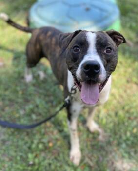 Rescue Mixed Breed Dogs for Adoption in Batavia, Ohio - Taz | PetCurious