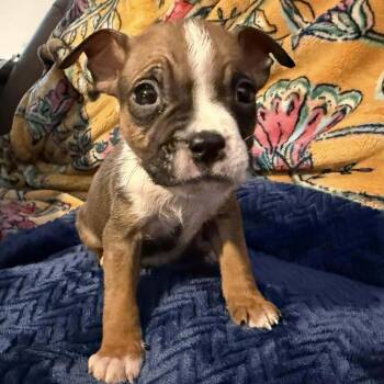 Pit Bull Terrier and American Staffordshire Terrier Dogs Available for Adoption - Icy | PetCurious