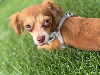 Malfoy -  Chihuahua Dog for Adoption in Millcreek, Utah - Malfoy | PetCurious