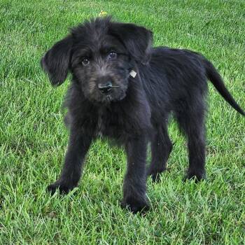 Blanton -  Poodle Dog for Adoption in La Grange, Kentucky - Blanton | PetCurious