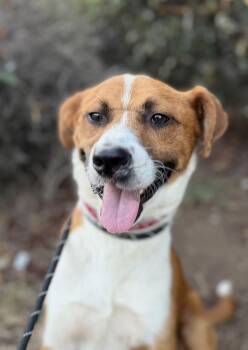 Boone -  Mixed Breed Dog for Adoption in Los Angeles, California - Boone | PetCurious