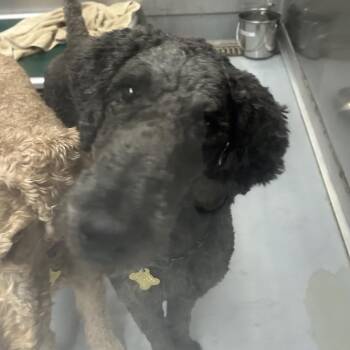 FREDRICK -  Standard Poodle Dog for Adoption in Richmond, California - FREDRICK | PetCurious