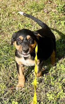 Rescue German Shepherd Dog and Labrador Retriever Dogs for Adoption in Glocester, Rhode Island - Raven | PetCurious