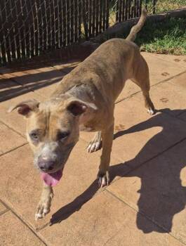 Marly -  Terrier and Mixed Breed Dog for Adoption in Shreveport, Louisiana - Marly | PetCurious