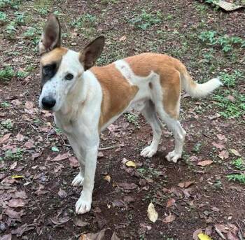 Rescue German Shepherd Dog Dogs for Adoption in Montgomery, Alabama - Panda | PetCurious