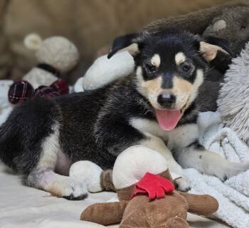 Everest -  Australian Terrier Dog for Adoption in Cleveland, Texas - Everest | PetCurious
