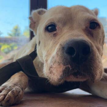 NELLI -  Pit Bull Terrier Dog for Adoption in New York, New York - NELLI | PetCurious