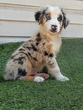 Oreo -  Australian Shepherd Dog for Sale in Fort Worth, Texas - Oreo | PetCurious