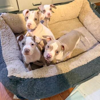 EARiana Grande -  Pit Bull Terrier Dog for Adoption in Jarrettsville, Maryland - EARiana Grande | PetCurious