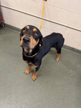 Rottweiler and Mixed Breed Dogs Available for Adoption - Bubbles | PetCurious