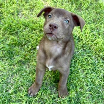 Gregg -  Chocolate Labrador Retriever Dog for Adoption in Marfa, Texas - Gregg | PetCurious