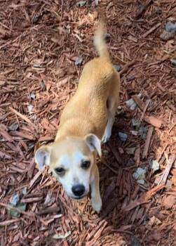 Dolly -  Chiweenie Dog for Adoption in Jacksonville, Florida - Dolly | PetCurious