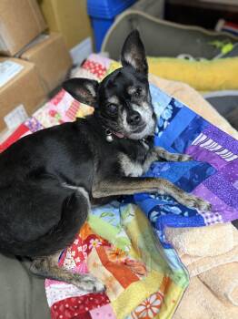 Chihuahua Dogs Available for Adoption - Lupe | PetCurious