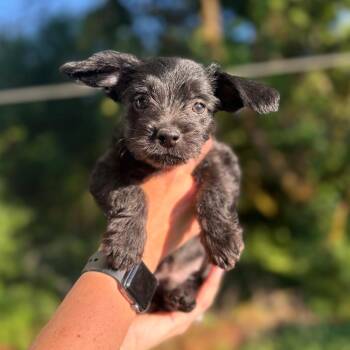 John -  Terrier and Mixed Breed Dog for Adoption in Newberg, Oregon - John | PetCurious