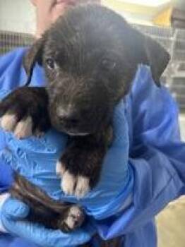 Muffin -  Mixed Breed Dog for Adoption in Georgetown, South Carolina - Muffin | PetCurious