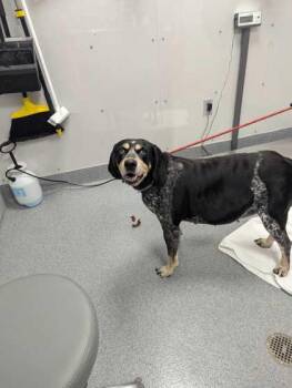 Mixed Breed Dogs Available for Adoption in Sevierville, Tennessee - Fiona | PetCurious