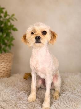 Scrappy -  Terrier and Mixed Breed Dog for Adoption in Wilton, California - Scrappy | PetCurious