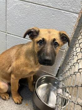 German Shepherd Dog and Mixed Breed Dogs Available for Adoption - BART | PetCurious