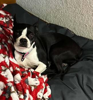 Dixy -  Boston Terrier Dog for Adoption in Waukesha, Wisconsin - Dixy | PetCurious