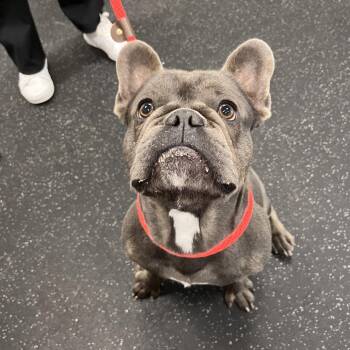 Bruce -  French Bulldog Dog for Adoption in Brockton, Massachusetts - Bruce | PetCurious