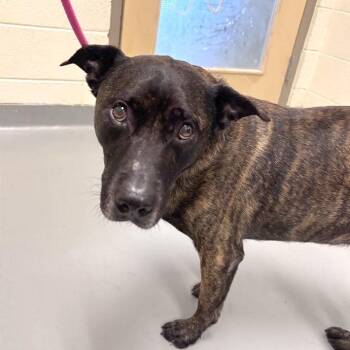 Jake -  Mixed Breed Dog for Adoption in Asheville, North Carolina - Jake | PetCurious