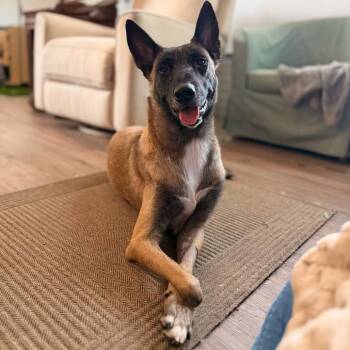 Athena -  Belgian Shepherd Malinois Dog for Adoption in Dallas, Texas - Athena | PetCurious