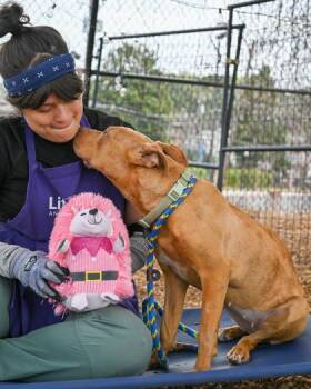 Mixed Breed Dogs Available for Adoption in Chamblee, Georgia - Liv Morgan | PetCurious
