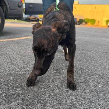 Charcoal -  Mixed Breed Dog for Adoption in Rockville, Maryland - Charcoal | PetCurious