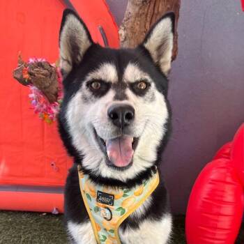 Husky and Mixed Breed Dogs Available for Adoption - Lexi | PetCurious